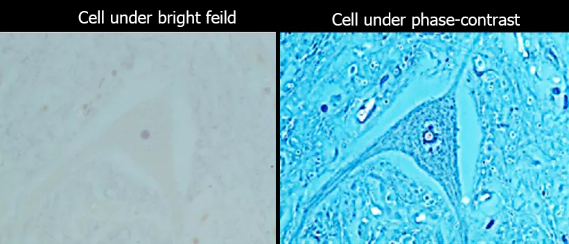 Main Observation Methods